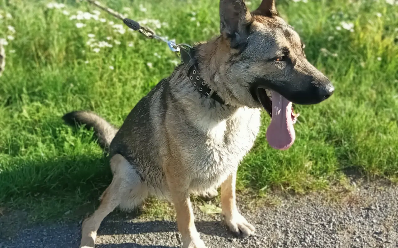 Kotce pro dočasné péče našich svěřenců 🐾