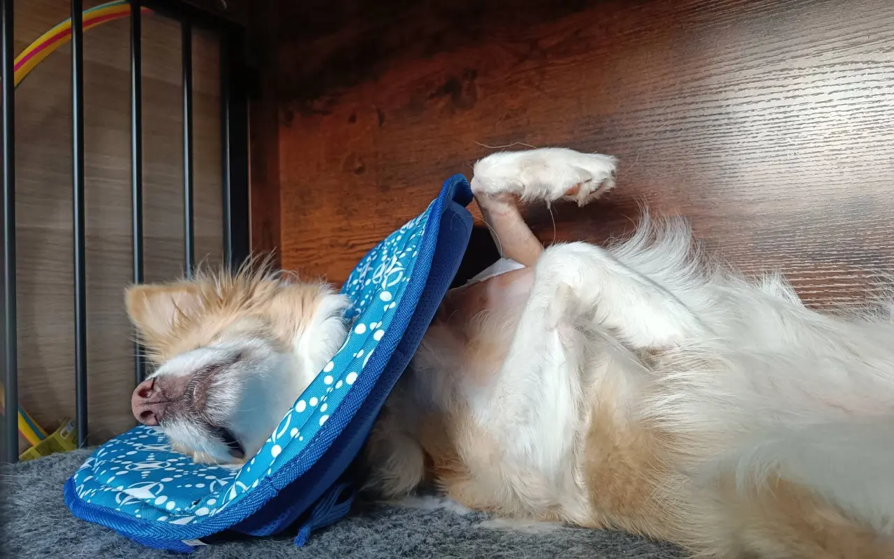 Pomozte Shelbynce zase běhat bez bolesti