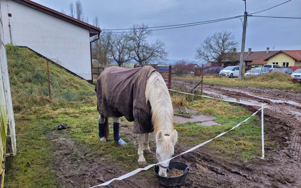 Záchrana oddílového koně