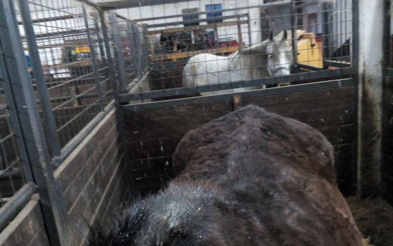 Pomohli jste Archimu a Leovi s důstojným dožitím