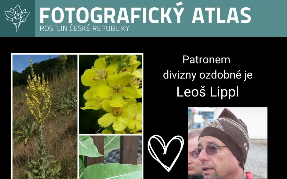 Fotografie všech českých rostlin v jedné KNIZE? Pojďme to dotáhnout!
