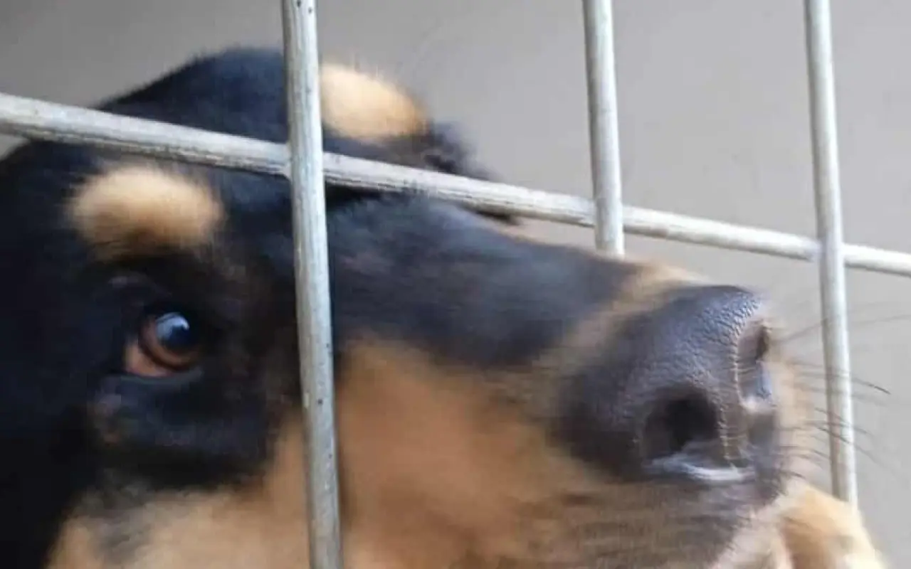 Očkování proti psincovému kašli