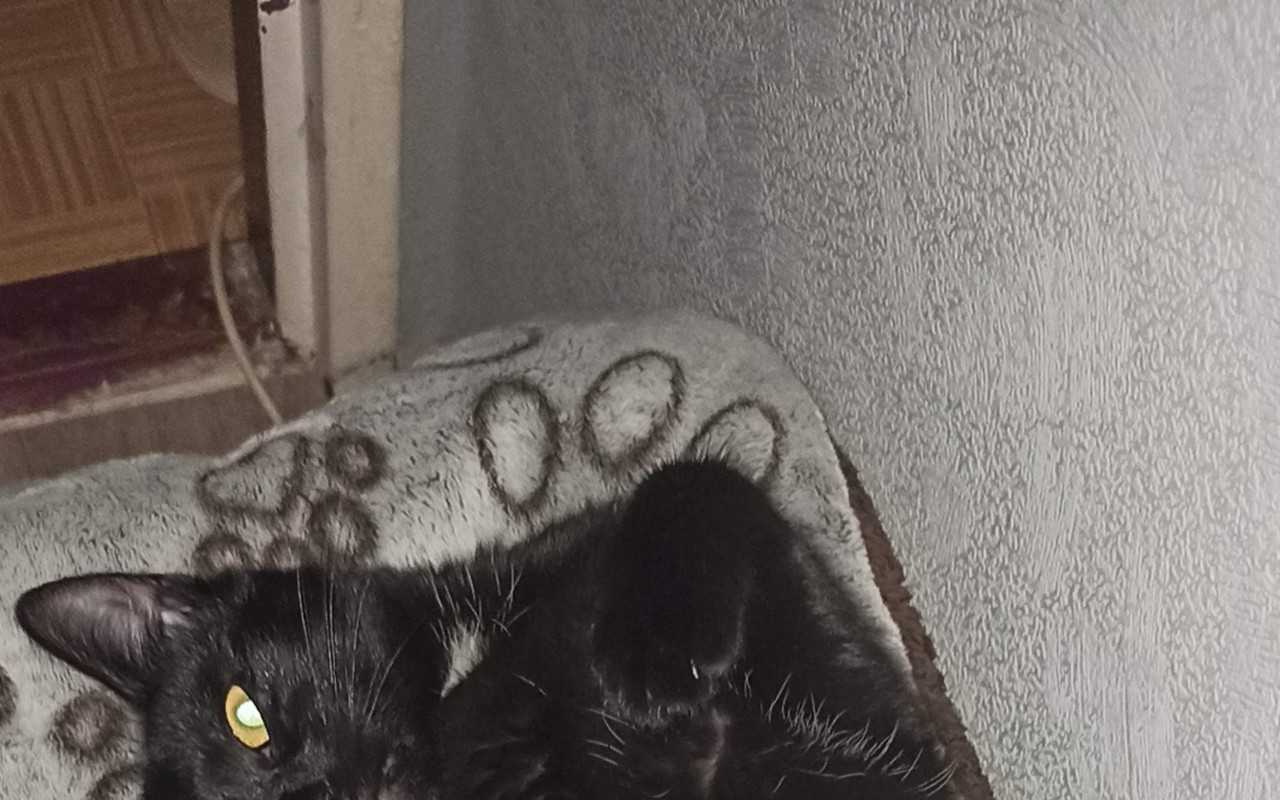 Zachraňme kočičky v severních Čechách
