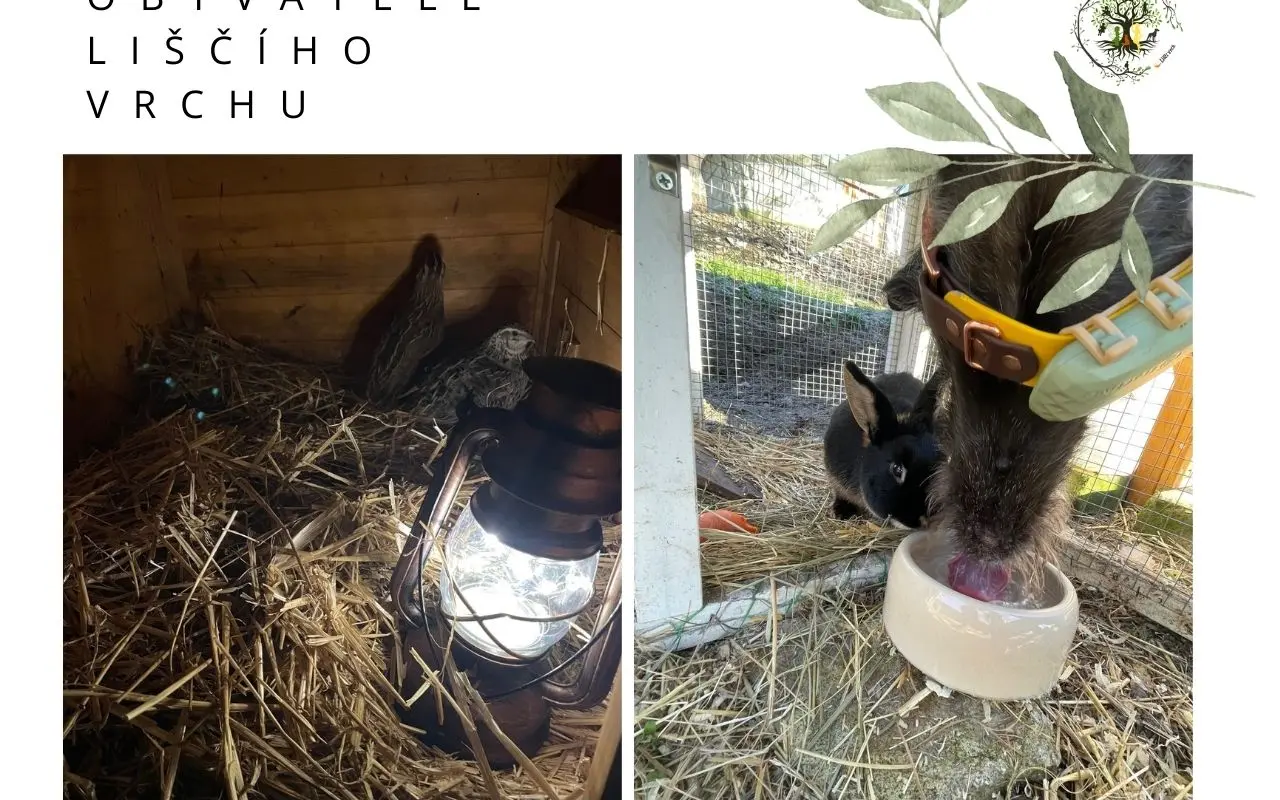 Pojďme dát dětem a dospělým vlastní prostor - lesní školku a komunitní centrum