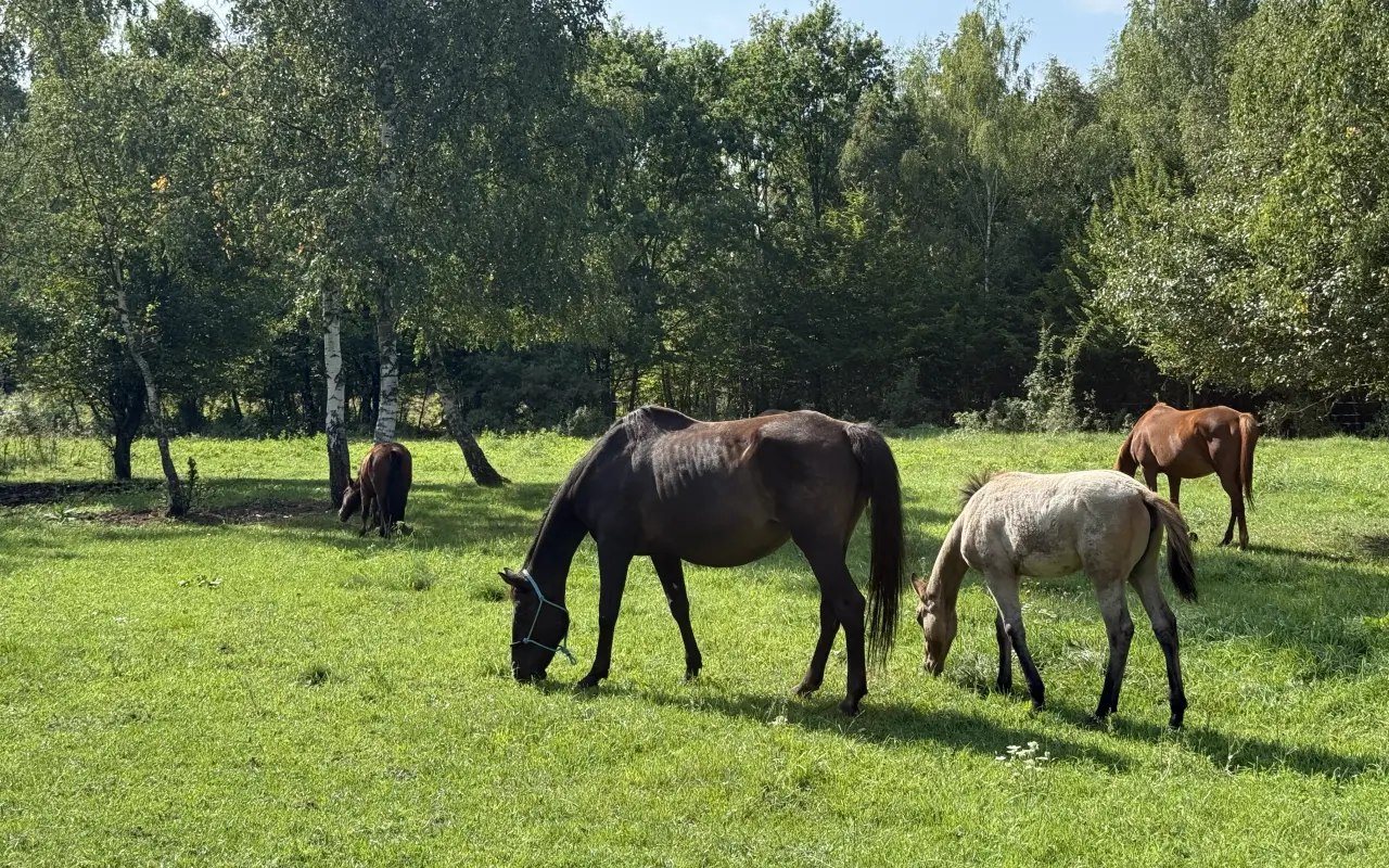 Most mezi světy – koně, děti a radost, která léčí