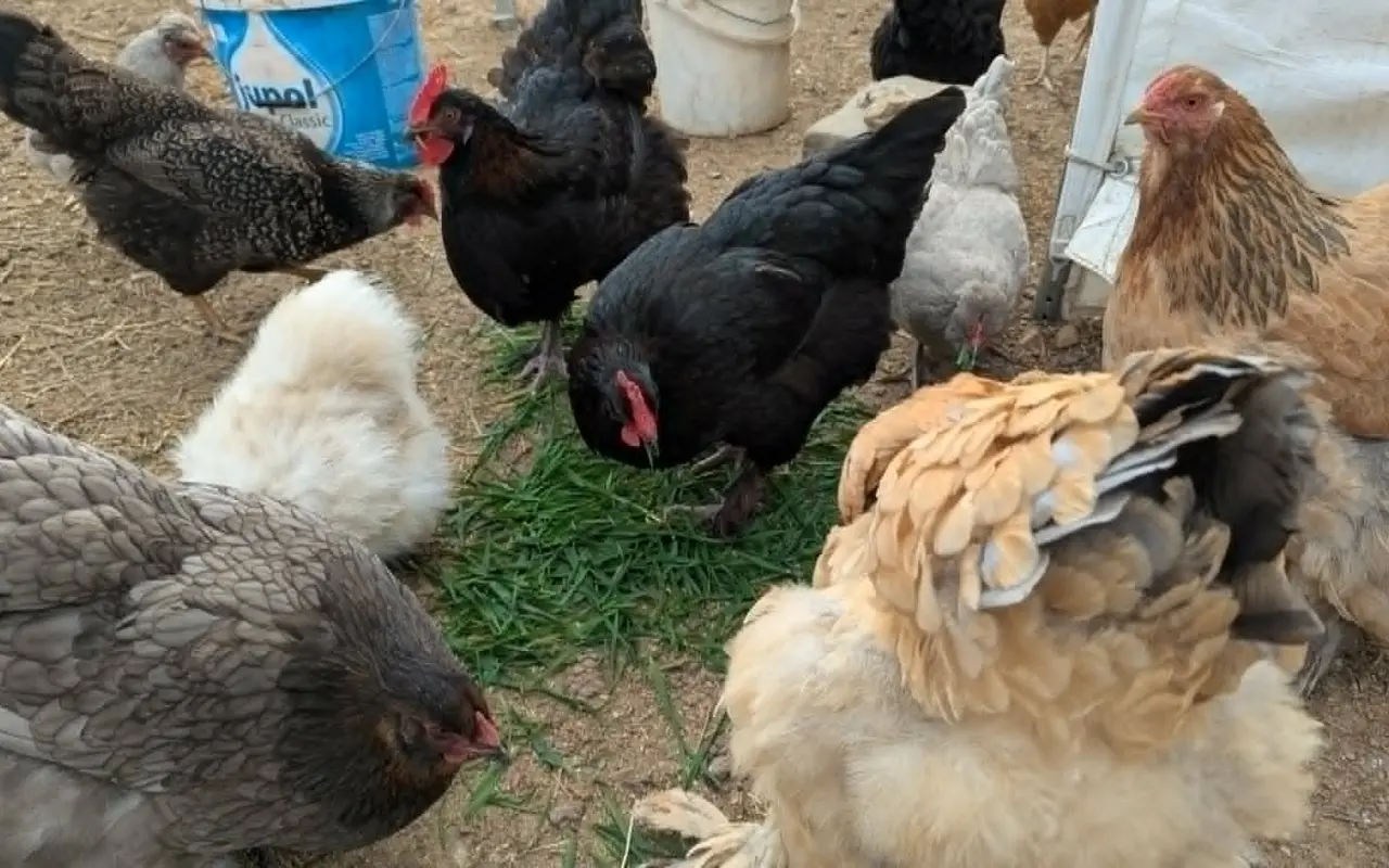 Pidifarma z lesa - společně budujeme bezpečné místo pro zvířata bez klecí