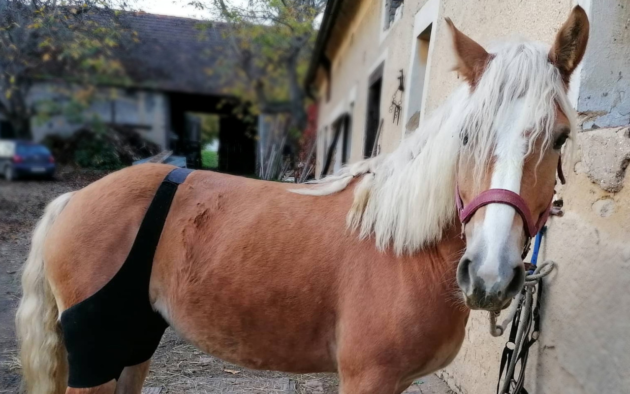 Přispěli jste klisně Dotie k lepšímu životu