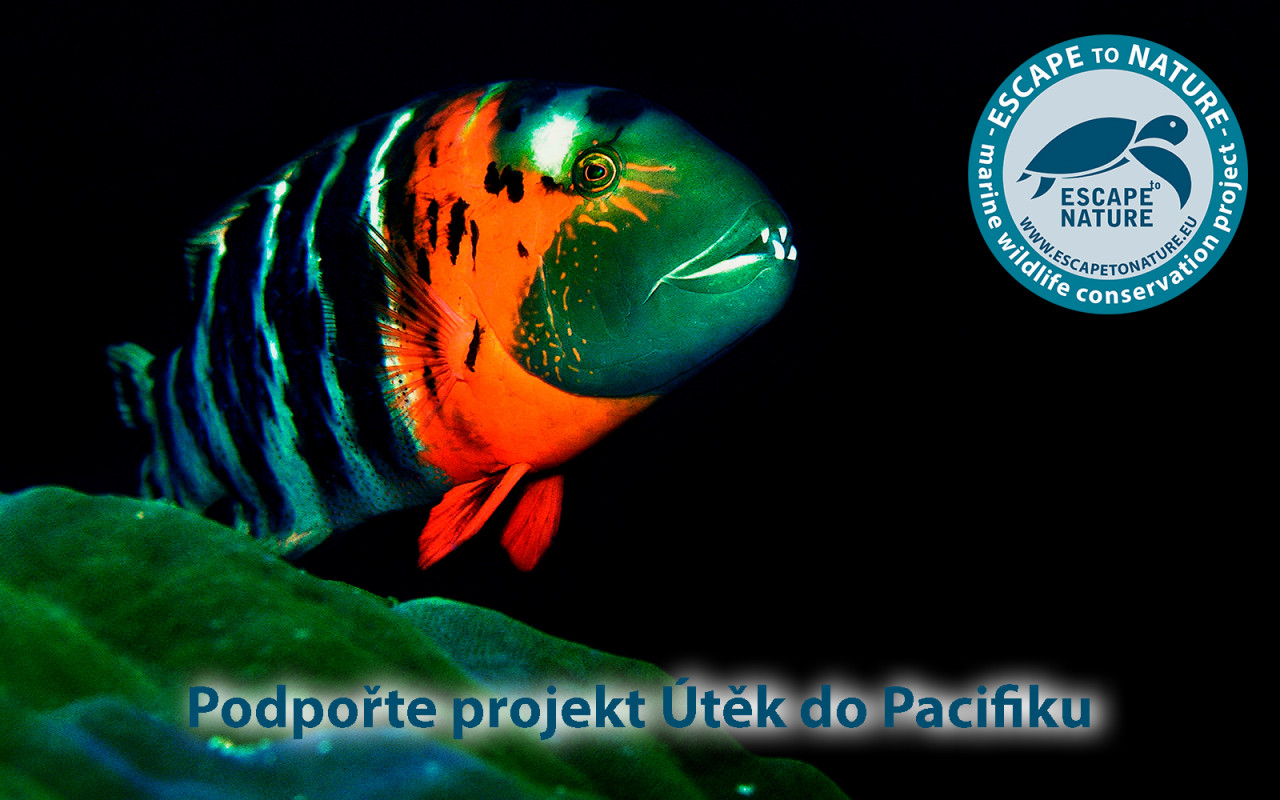 Útěk do Pacifiku - Papua Nová Guinea