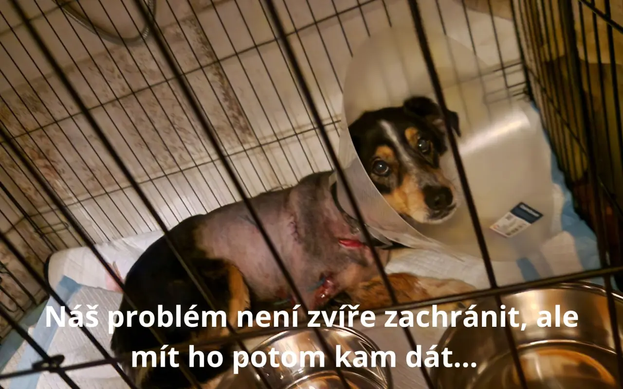 BADY: Bazén pro jelena