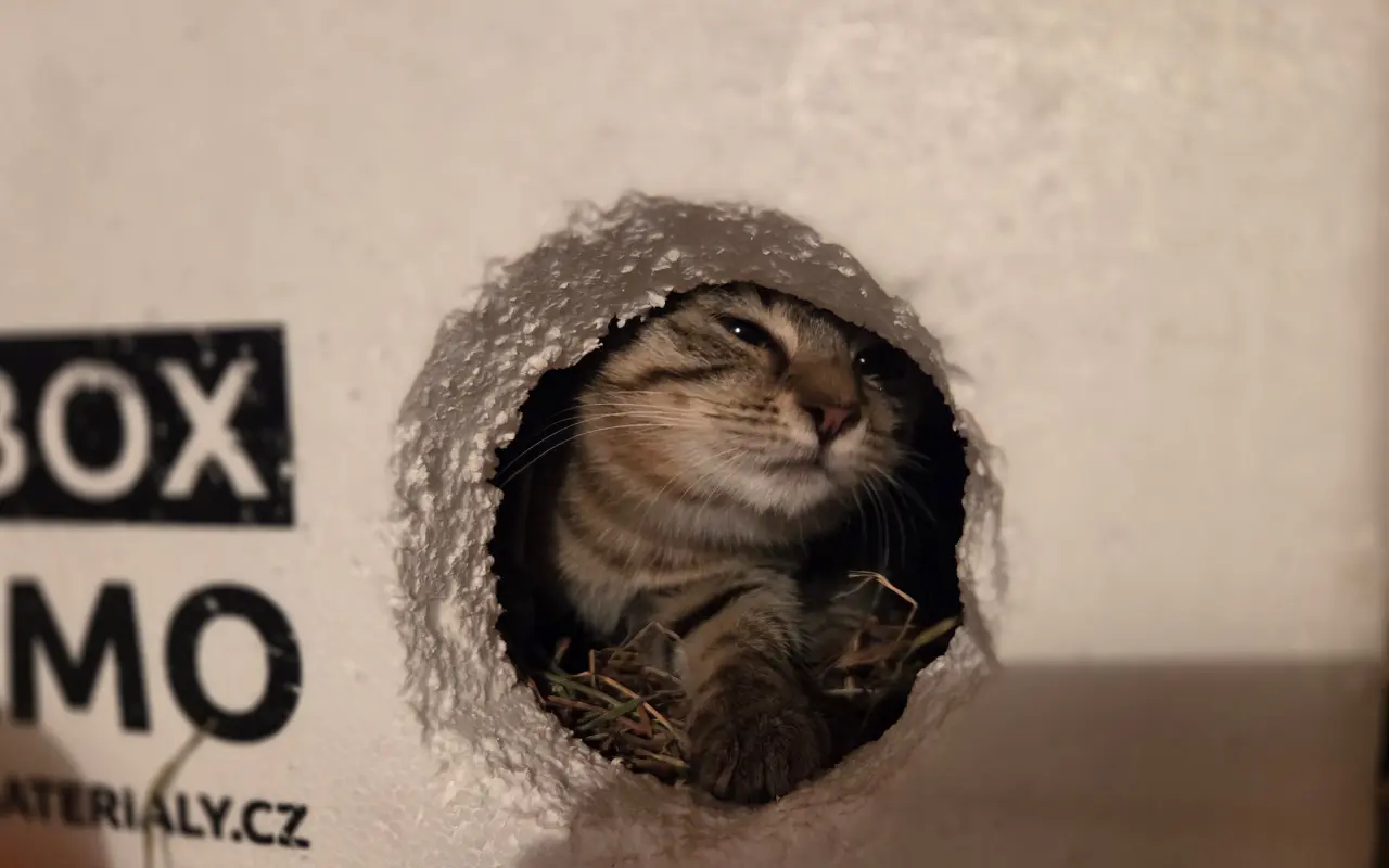 Děkujeme, že jste pomohli kočičkám v nouzi