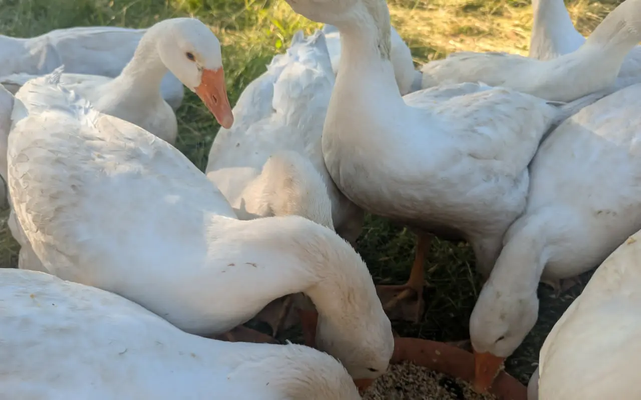 Pidifarma z lesa - společně budujeme bezpečné místo pro zvířata bez klecí