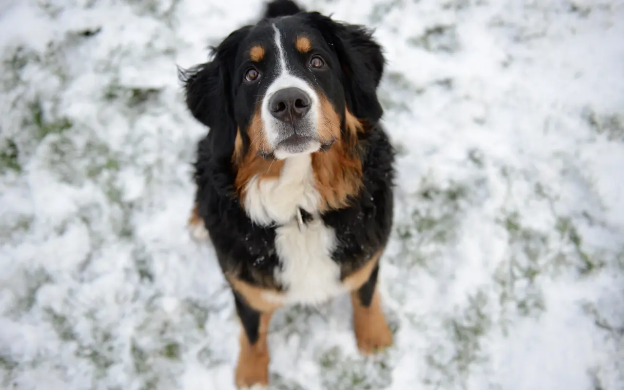 Pomohli jste Meggie