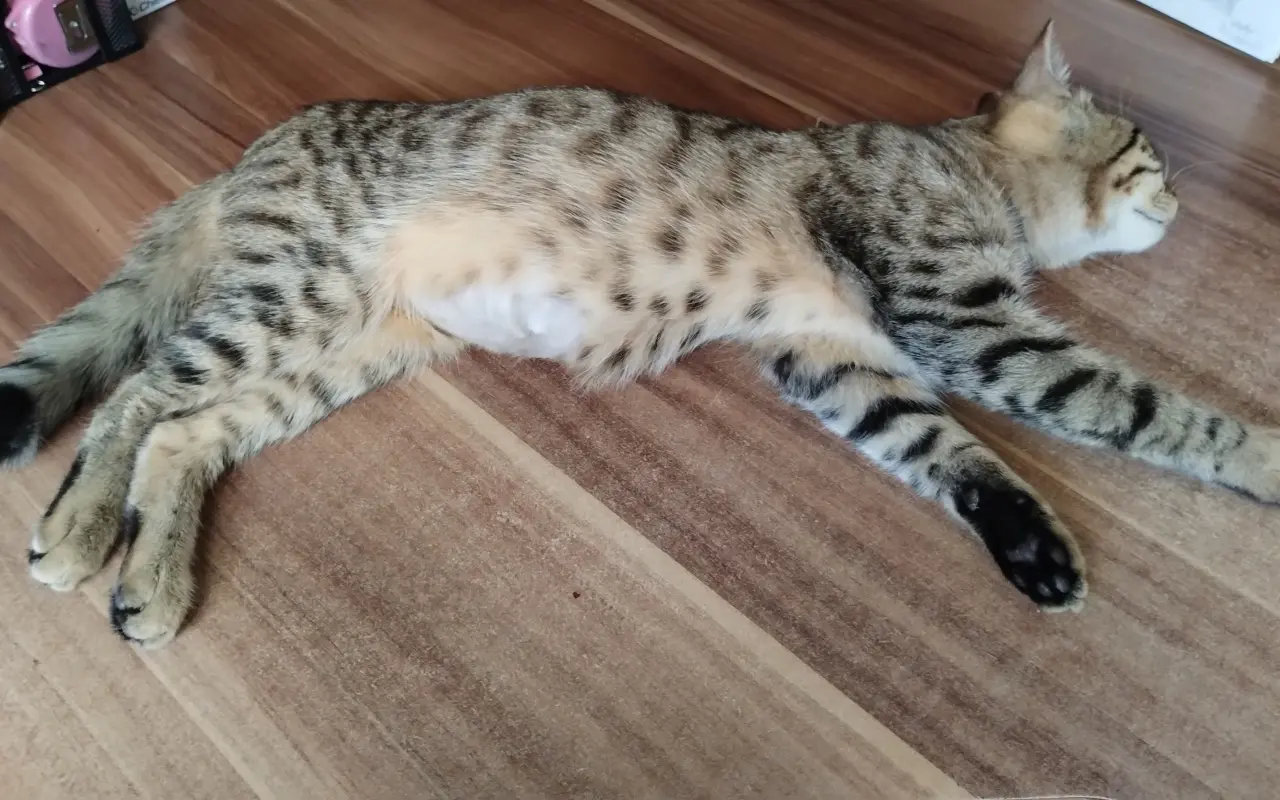 Pomohli jste Johnymu léčit FIP