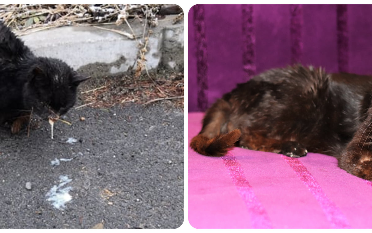 Pomohli jste uhradit faktury na veterině pro opuštěné kočičky