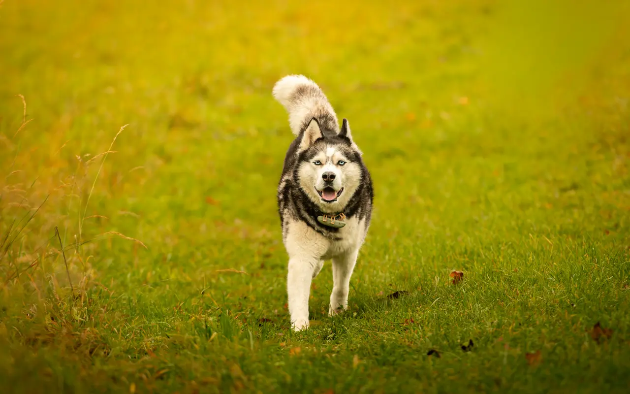 Pomohli jste, aby Šedou mohl znova na nohy