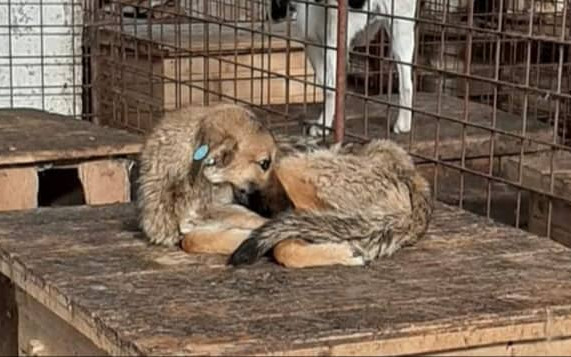 Život a zdraví pro zapomenuté Rumuňáčky