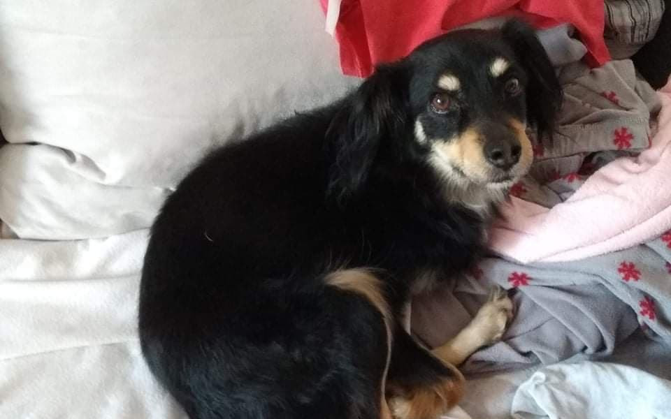 Přispějte na veterinární péči pro opuštěná zvířátka