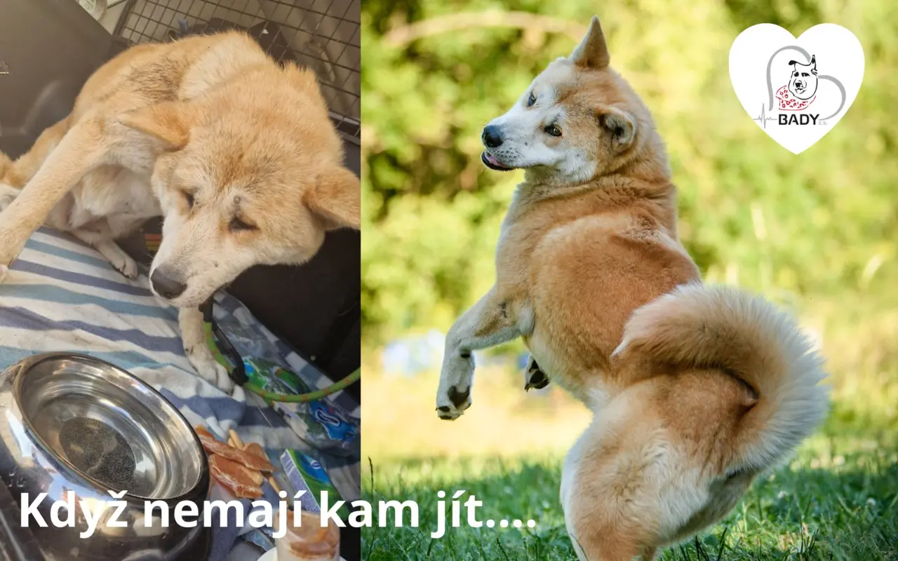 BADY: Bazén pro jelena