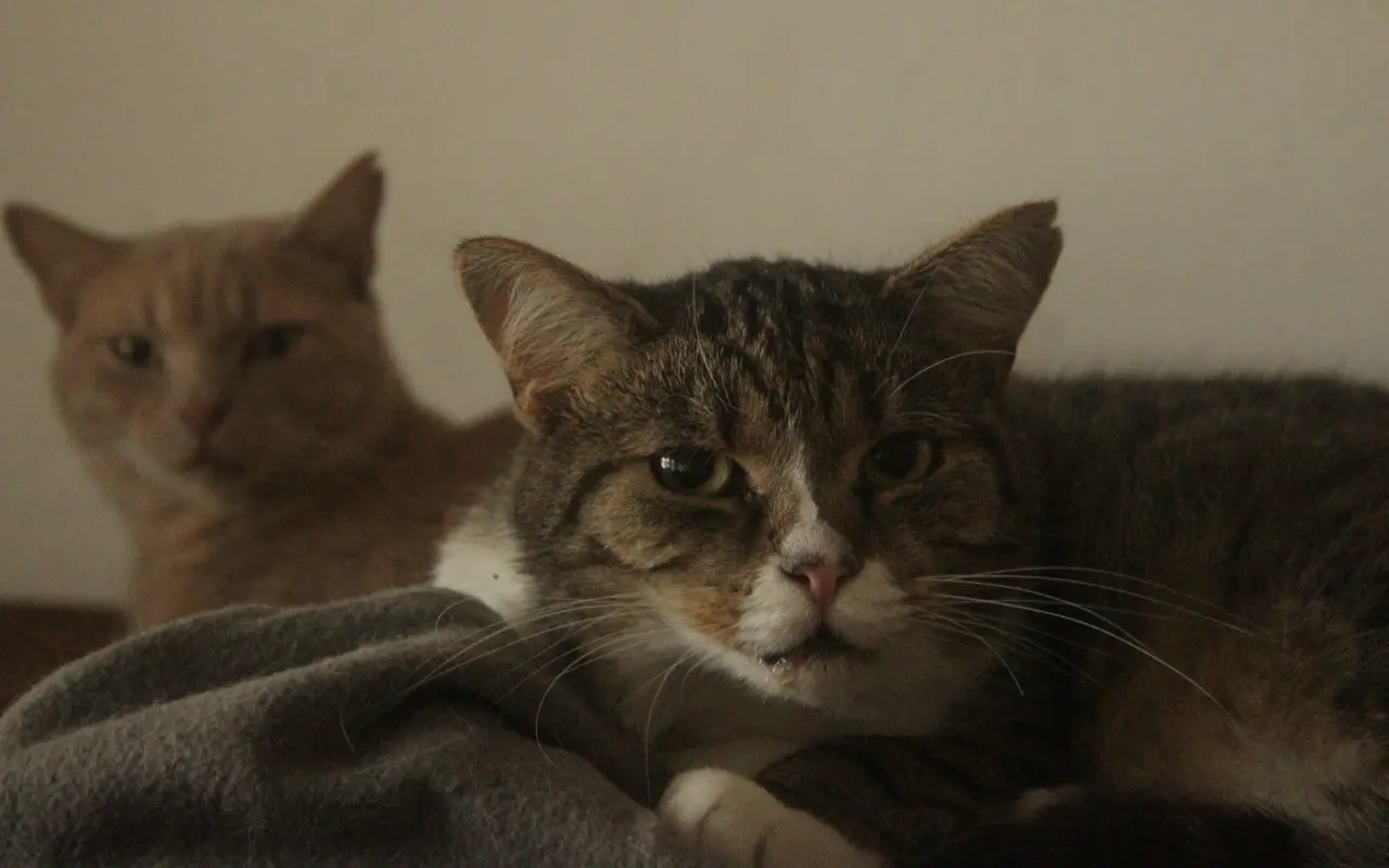 Pomohli jste kočičkám z Čestlic k bezbolestnému životu