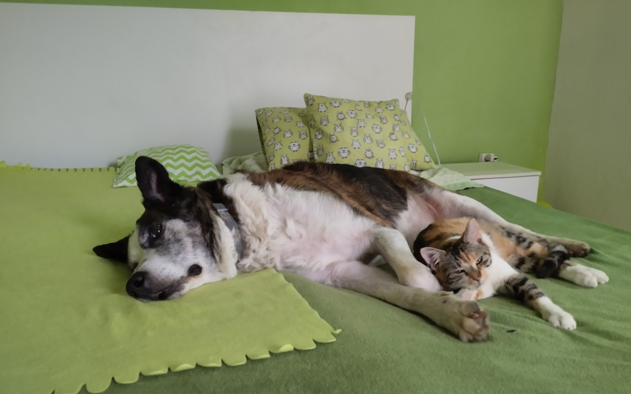 Pomoc s náklady na léčbu pro pejska Mannyho