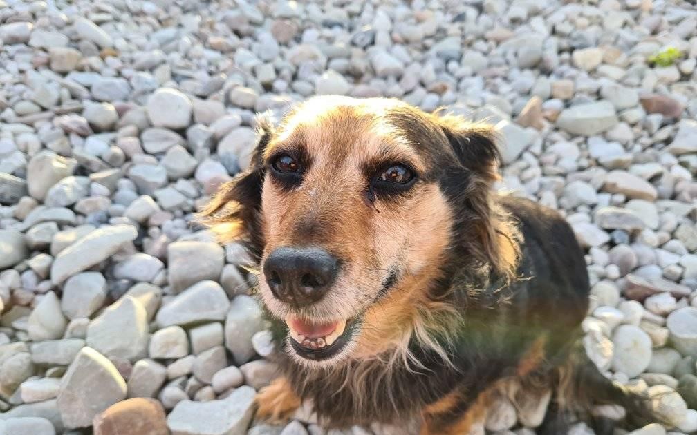 Podpořili jste psí babičky a dědoušky v hospici na dožití