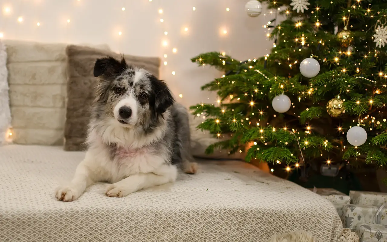 Podpořili jste veterinární péči a dietu pro Dixinku