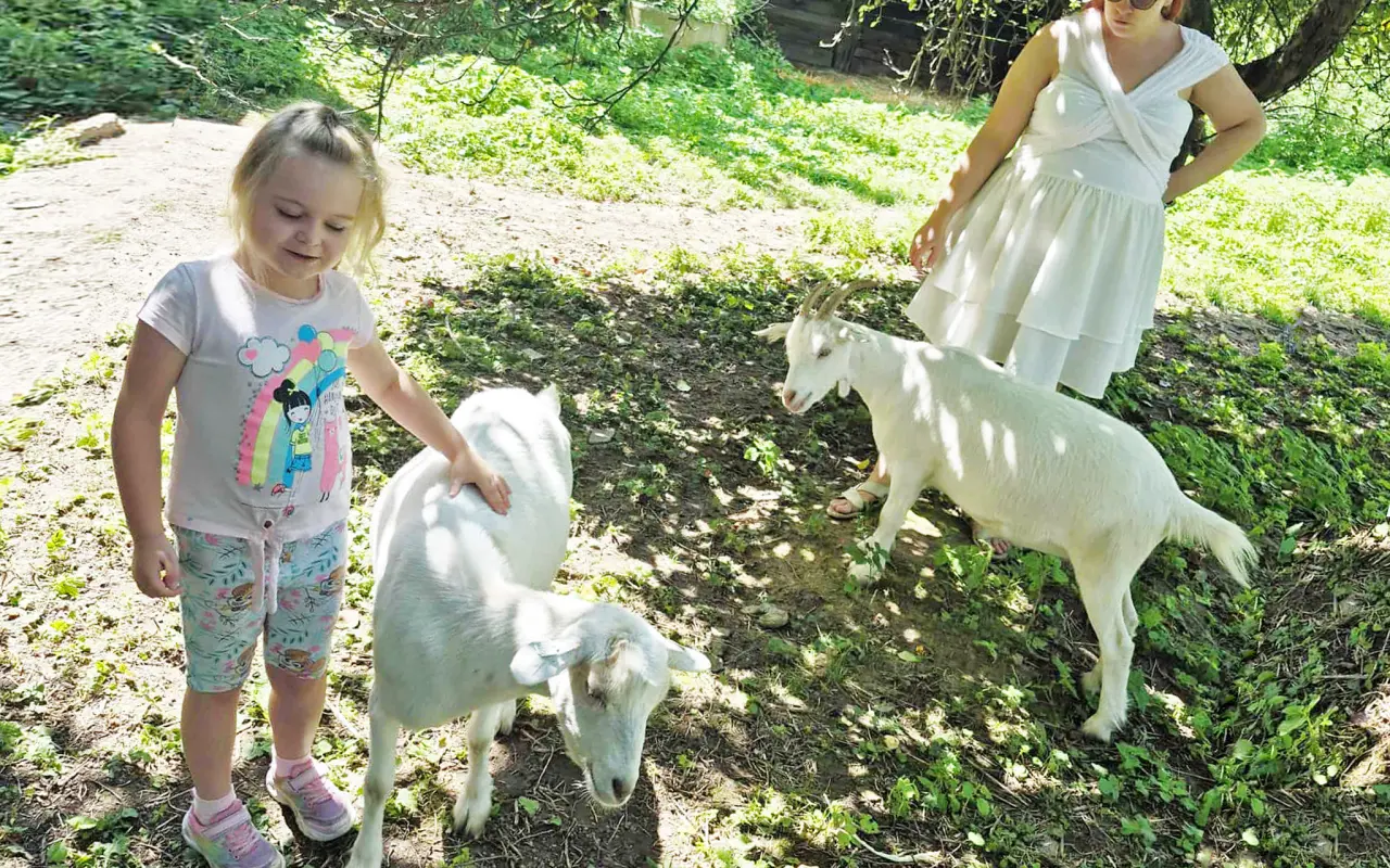 Zvířata přišla o život – my o kus srdce. Podpořte záchranu farmy po útoku psů.