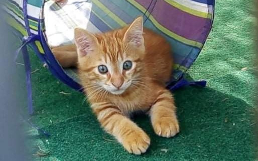 Přispěli jste na ošetření u veterináře a krmivo pro zachráněné kočičky