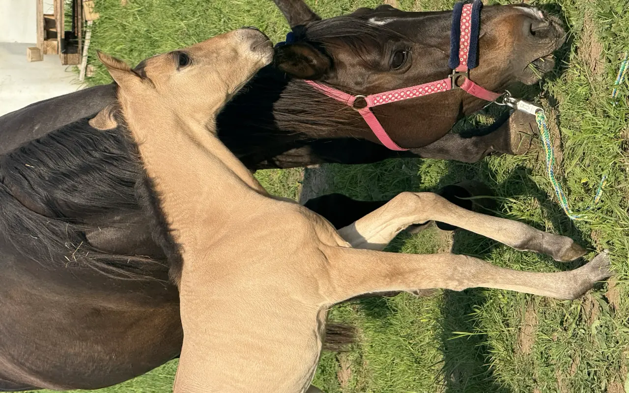 Most mezi světy – koně, děti a radost, která léčí
