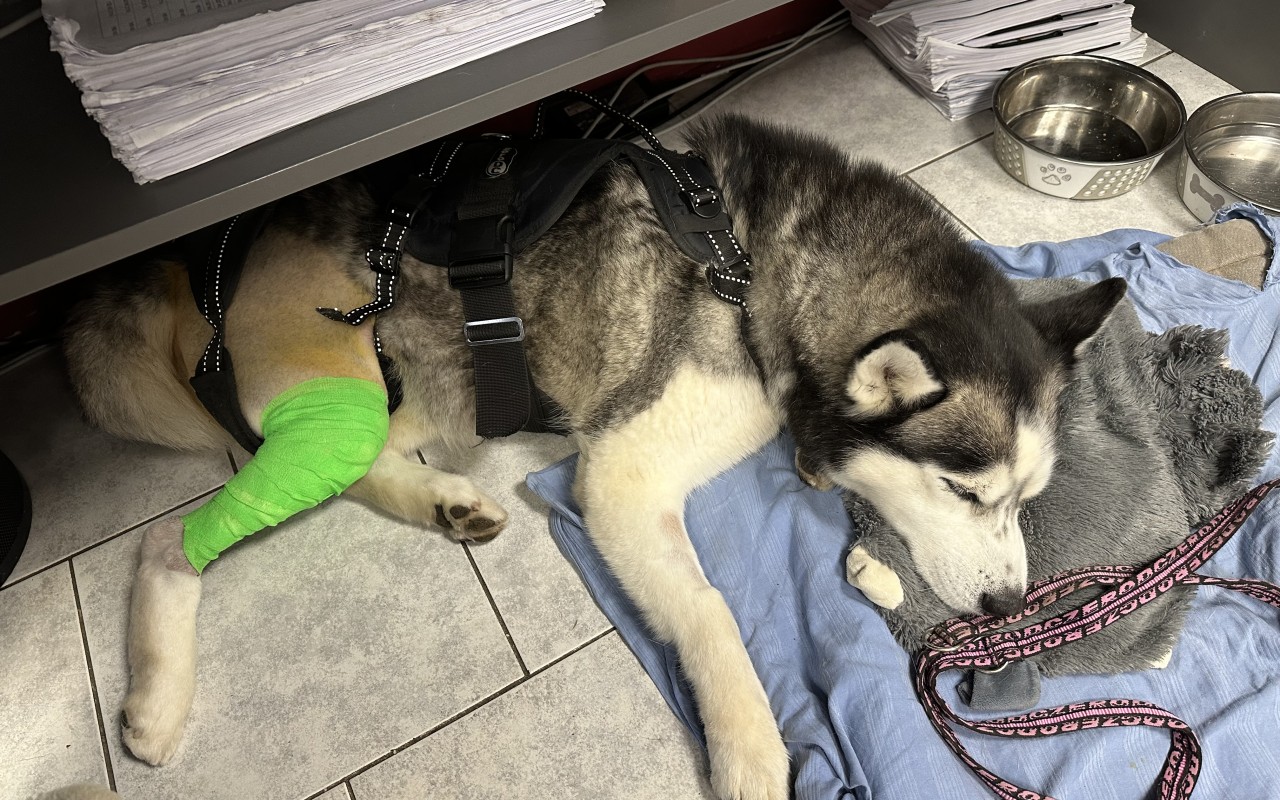 Pomohli jste, aby Šedou mohl znova na nohy