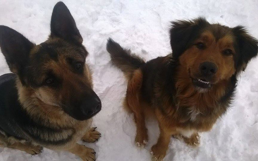 Přispěli jste pejskům z útulku Voříšek na nové boudy