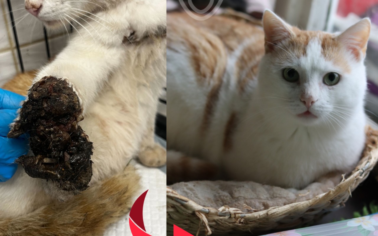Pomohli jste pejskům a kočičkám v útulku Lanškroun