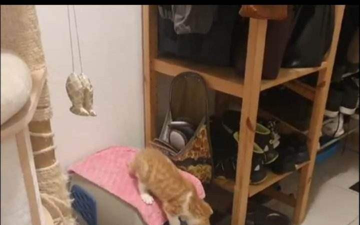Složili jste se na stelivo pro depozitní kočičky