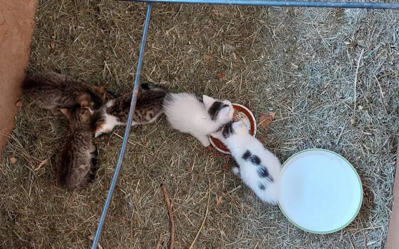 Pomohli jste dát šanci na život opuštěným kočičkám