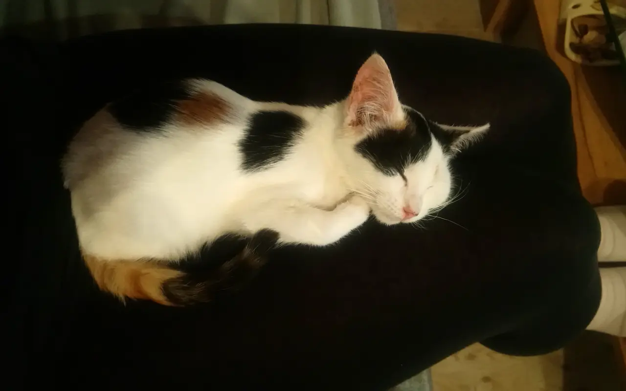 Pomohli jste Mimi-Míně v boji se smrtelnou nemocí