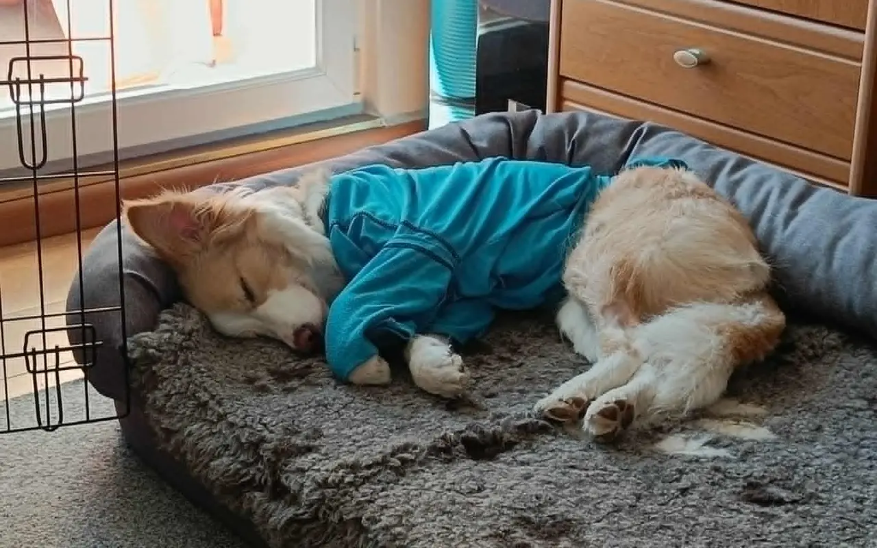 Pomozte Shelbynce zase běhat bez bolesti