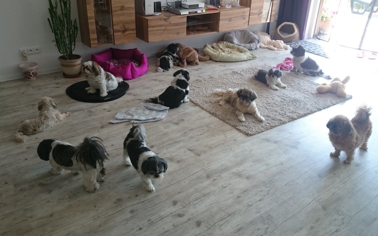 Aby mohly zachraňovat dál - pomohli jste přispět na auto pro spolek Shih-tzu v nouzi