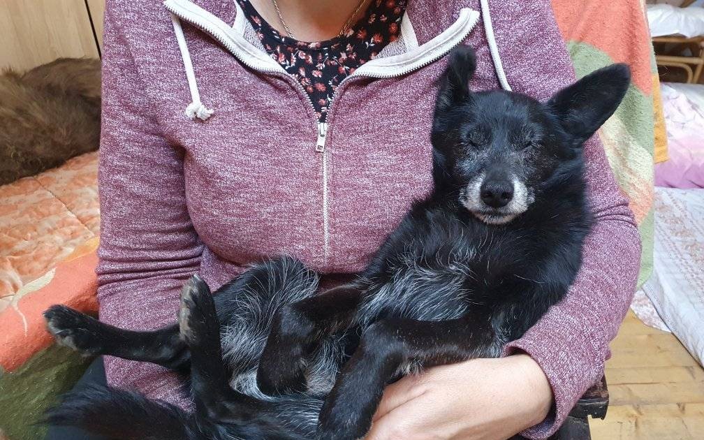 Podpořili jste psí babičky a dědoušky v hospici na dožití