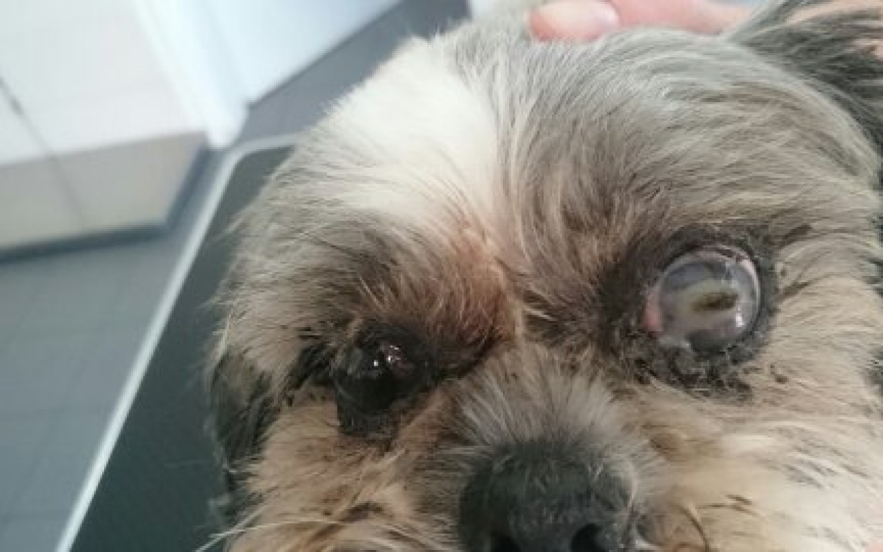 Aby mohly zachraňovat dál - pomohli jste přispět na auto pro spolek Shih-tzu v nouzi
