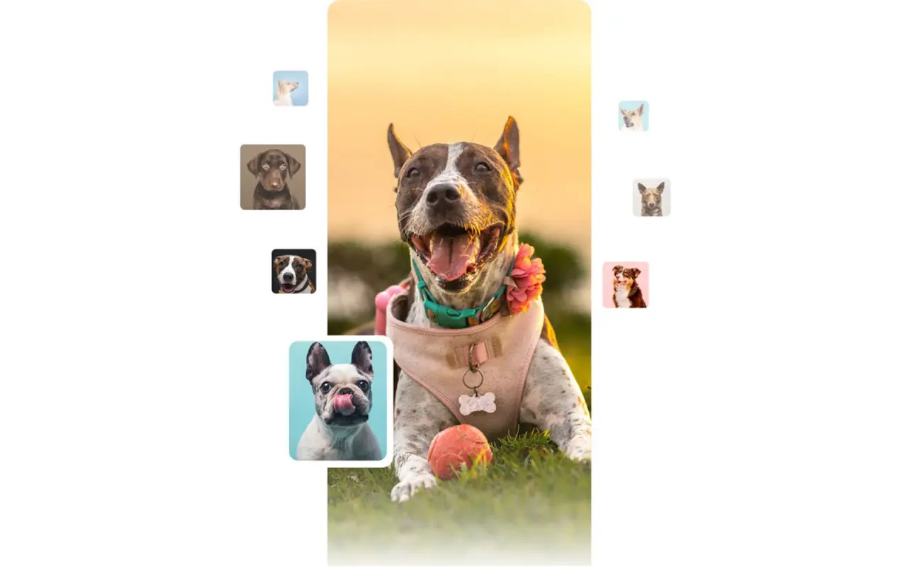 Podpořte Taily - Online psí adopci a AI veterinářem a online psím trenérem