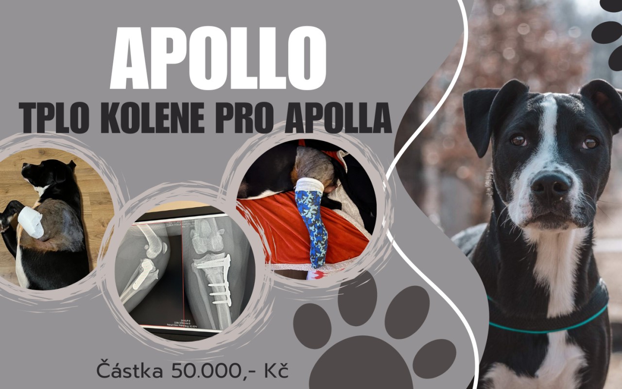 TPLO kolene pro Apolla