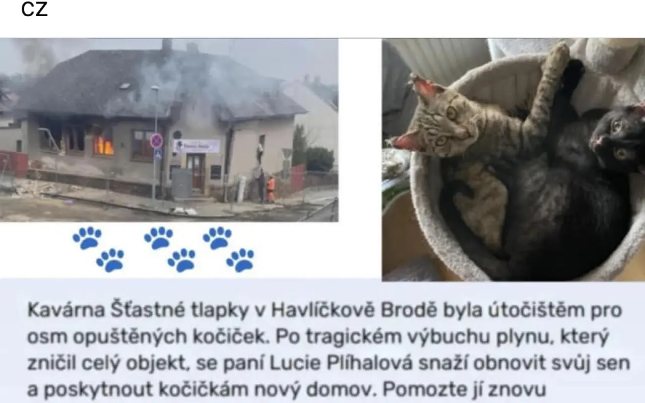 Pojďme dát kočičkám druhou šanci, obnovme kočičí kavárnu café & bar Šťastné tlapky