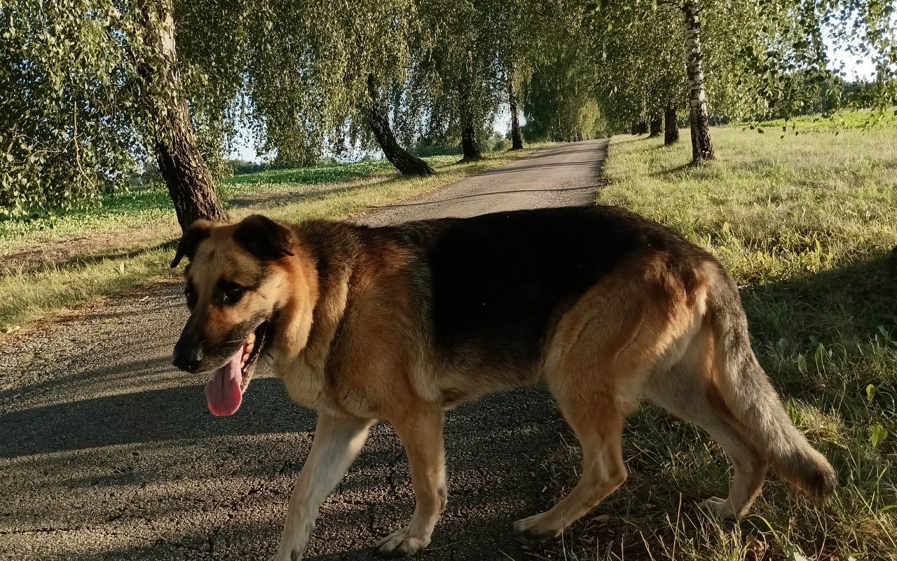 Pomohli jste Tazinkovi ke zdraví