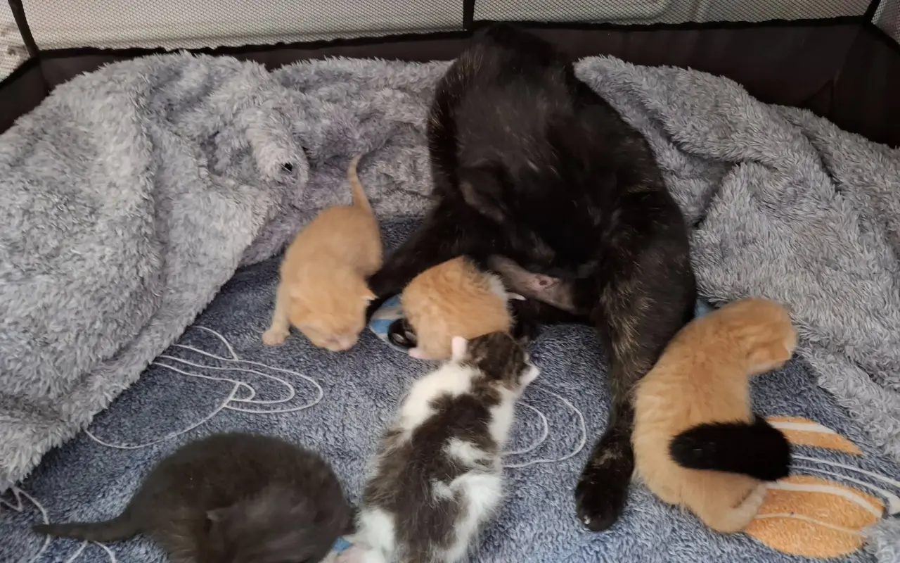 Pomohli jste kočkám u Katky