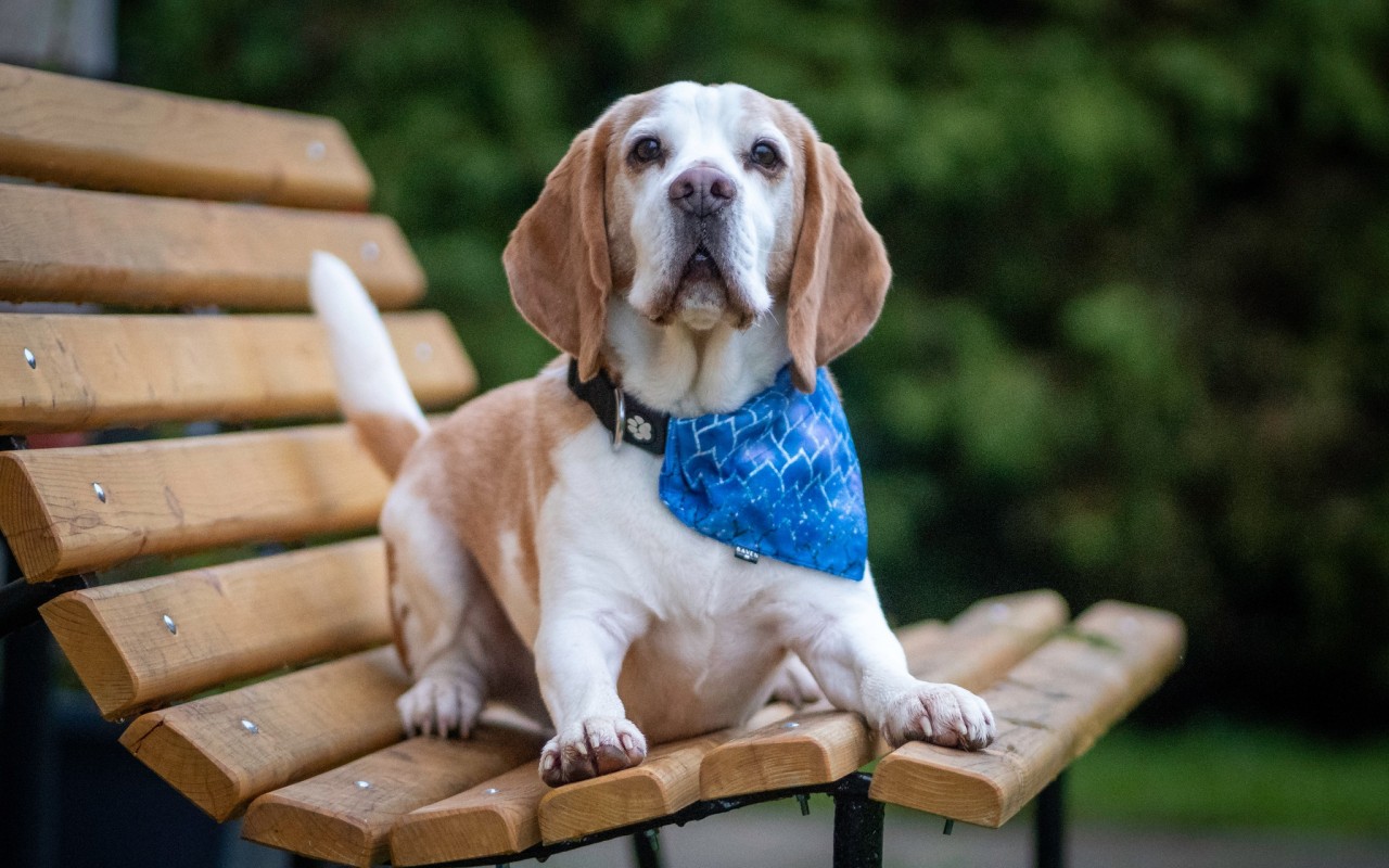Pomohli jste týraným psům a kočkám zaplatit veterinární péči