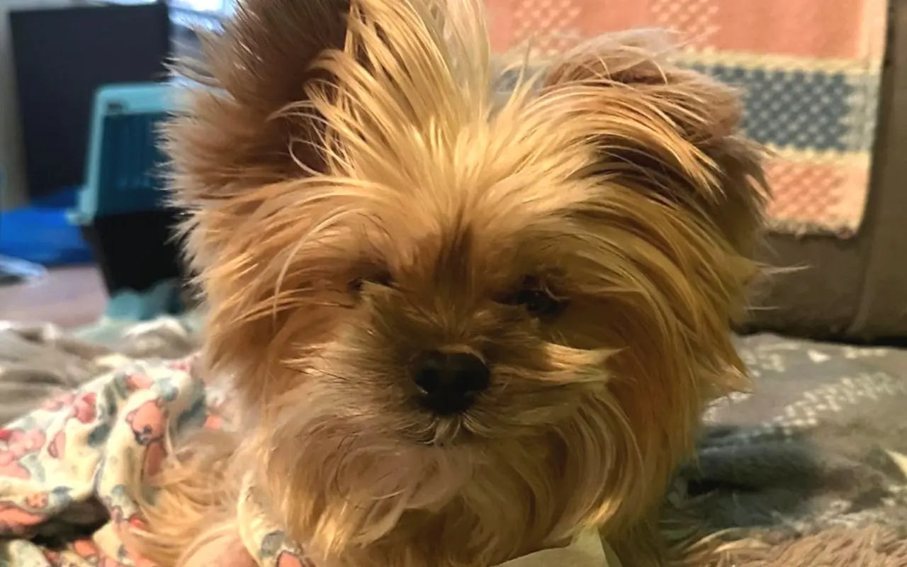 Pomozte Ebince znovu běhat