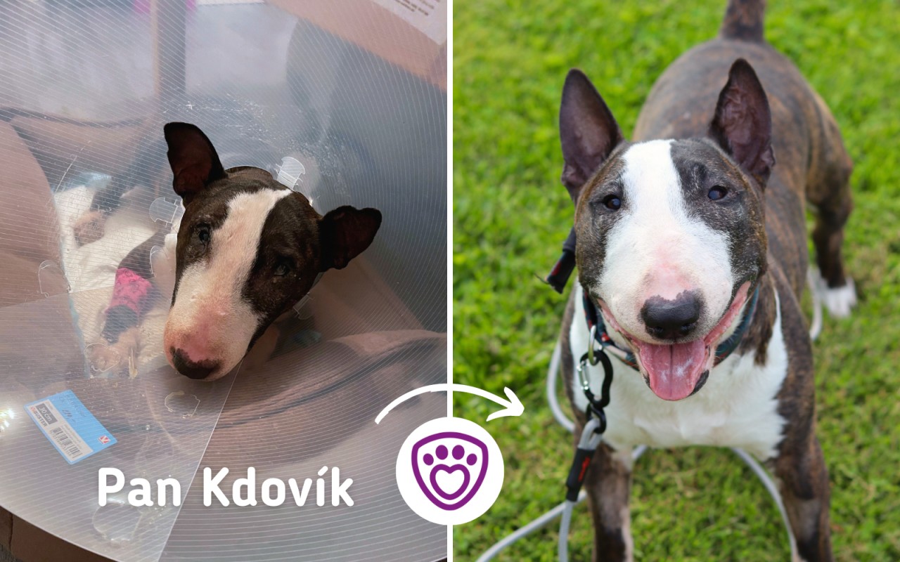 Složili jste se na veterinu pro nemocná a handicapovaná zvířata