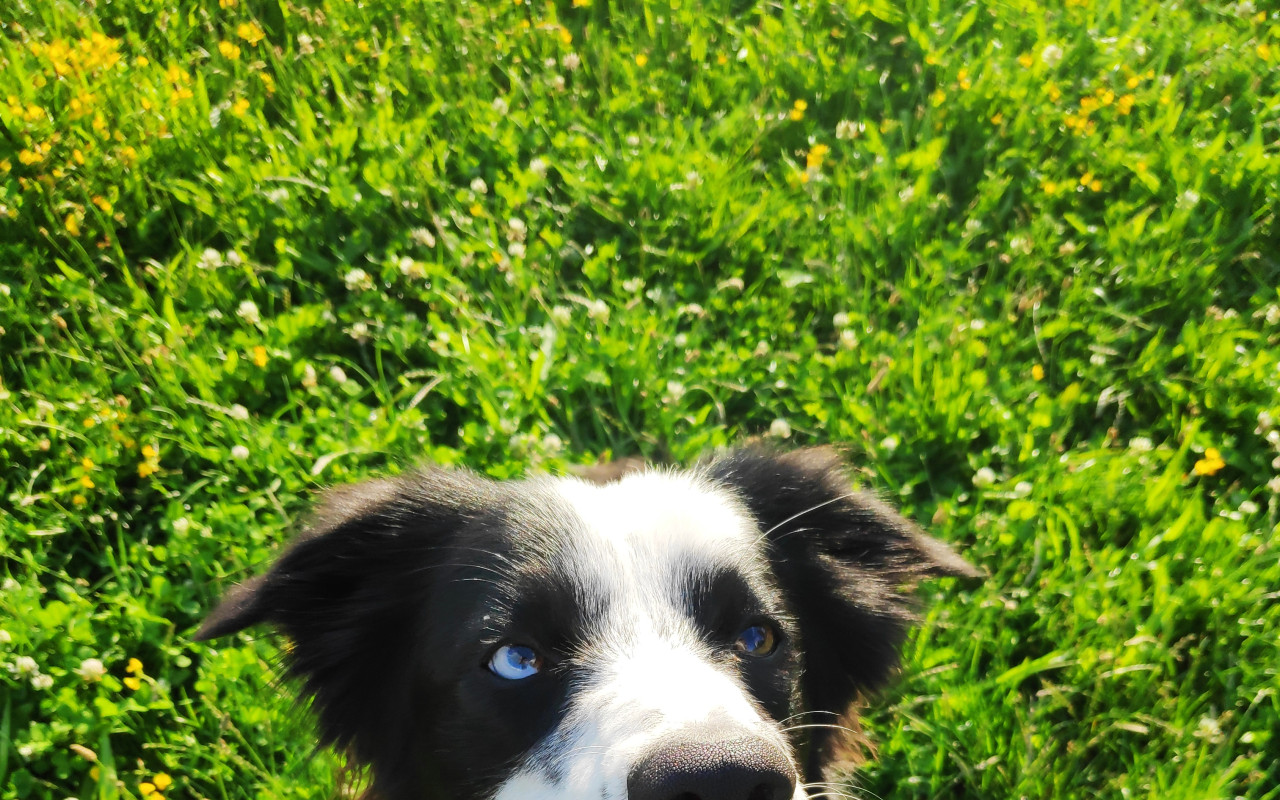 Endoprotéza pro Coco