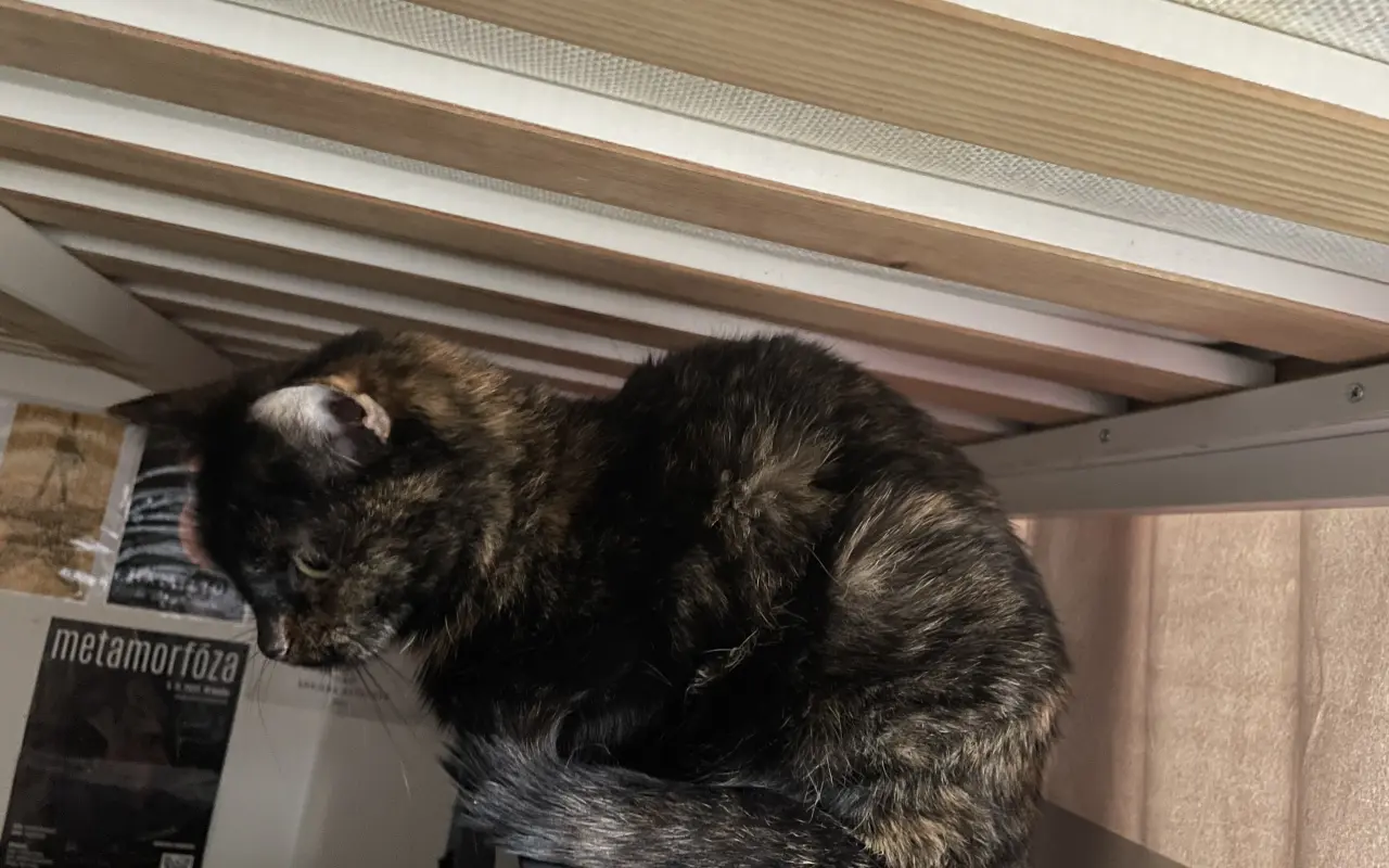 Pomoc pro kočičku Ayu: bez operace trpí, s ní má šanci