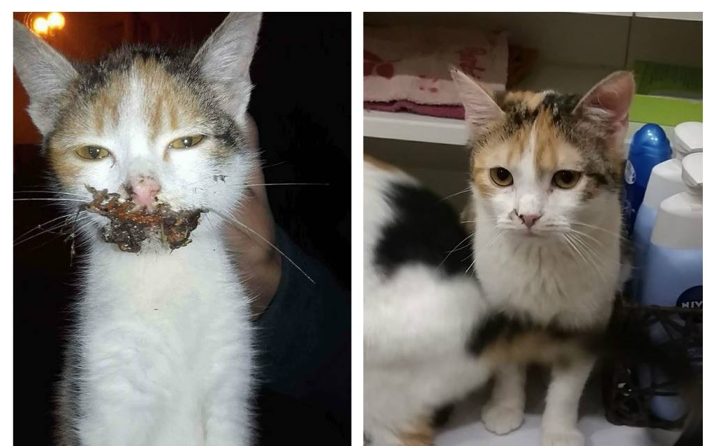 Pomohli jste uhradit faktury na veterině pro opuštěné kočičky